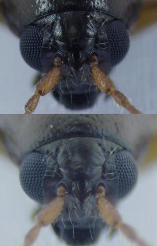 Réf. 195 865 : Longitarsus atricillus